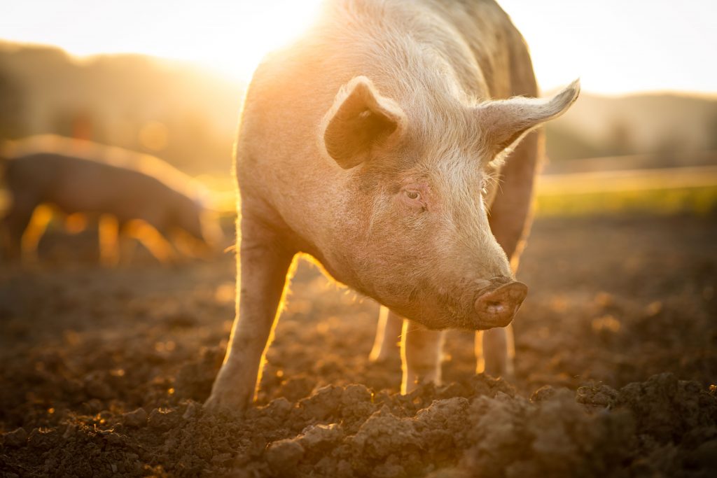 Pig Welfare Working Group