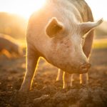 Pig Welfare Working Group