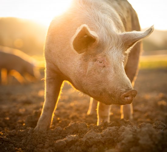 Pig Welfare Working Group